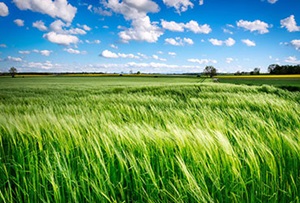 Fiscus maakt normen verpachting landbouwgrond 2021 bekend