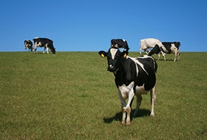 Herinvesteringsreserve van toepassing op fosfaatrechten?