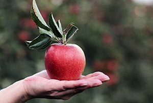 Gezonde lunches voor werknemers vrijgesteld?