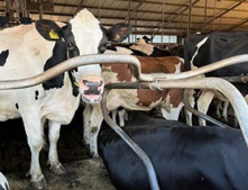 Subsidie extensivering melkveehouderij (SEM) verlengd