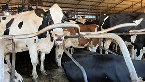 Subsidie extensivering melkveehouderij (SEM) verlengd